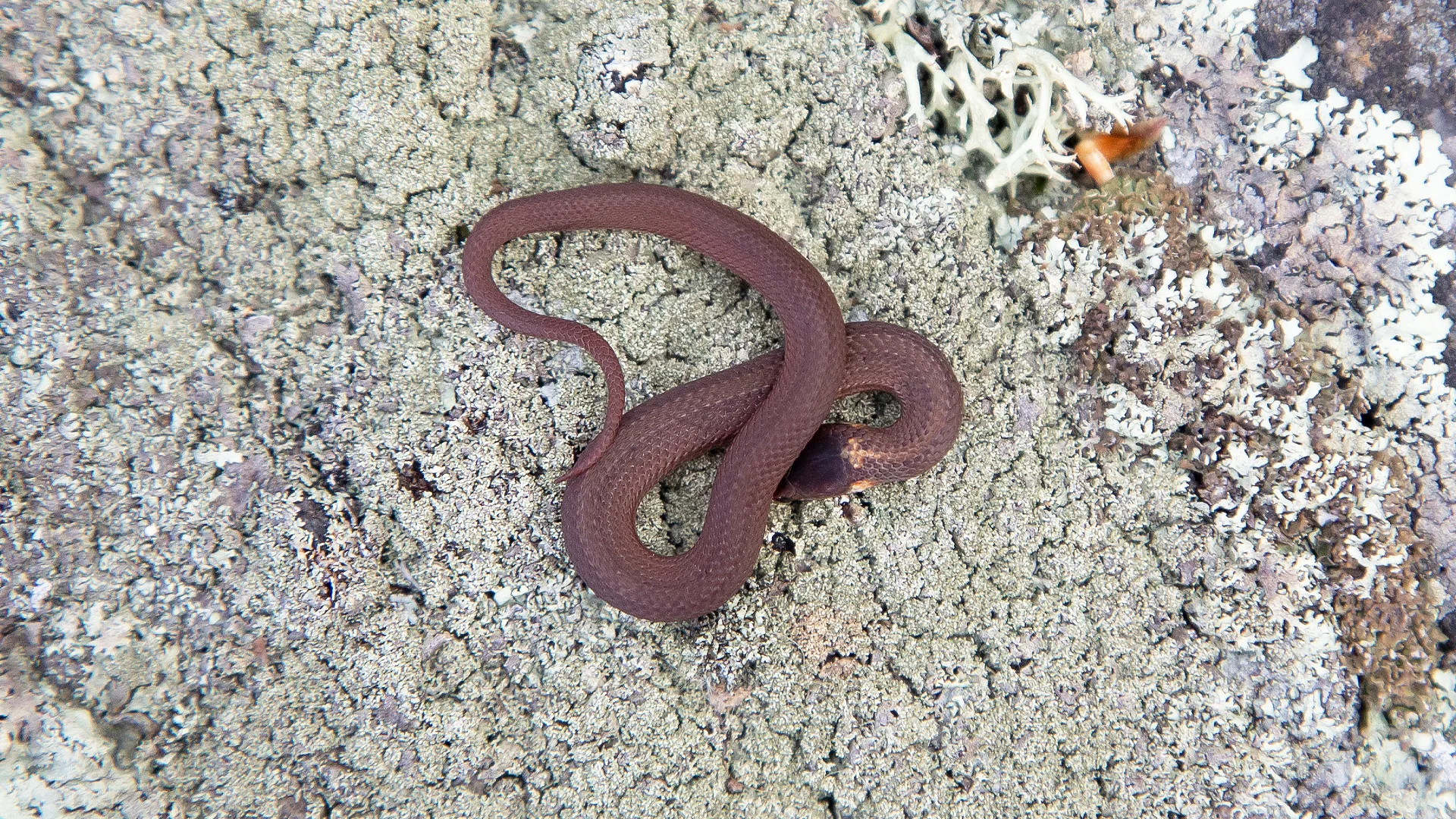 Northern Redbelly Snake