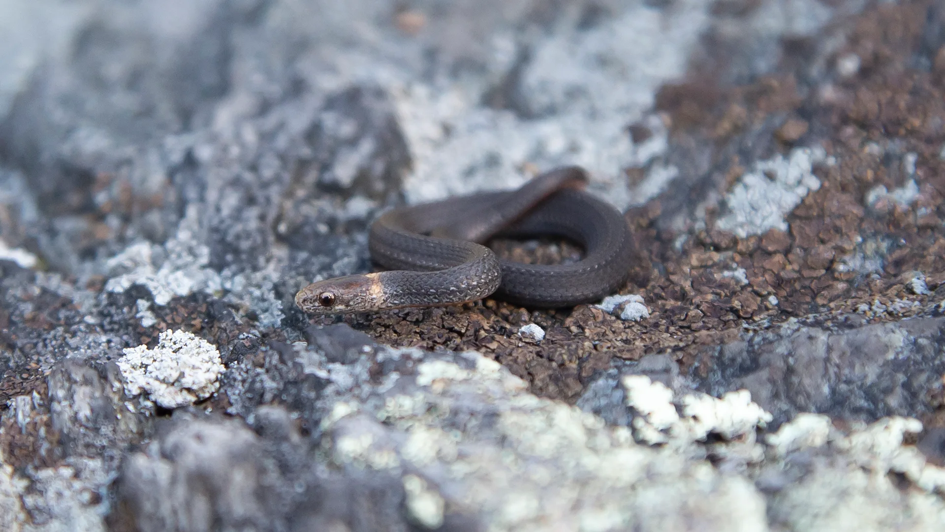 Northern Redbelly Snake