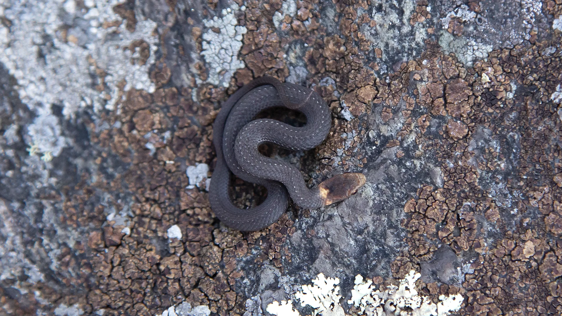 Northern Redbelly Snake