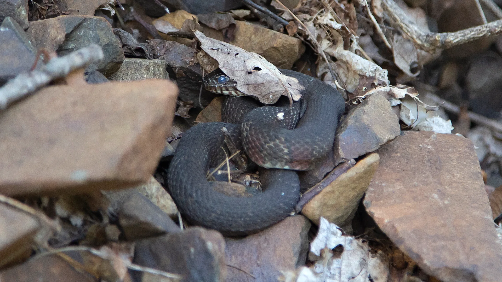 Northern Water Snake
