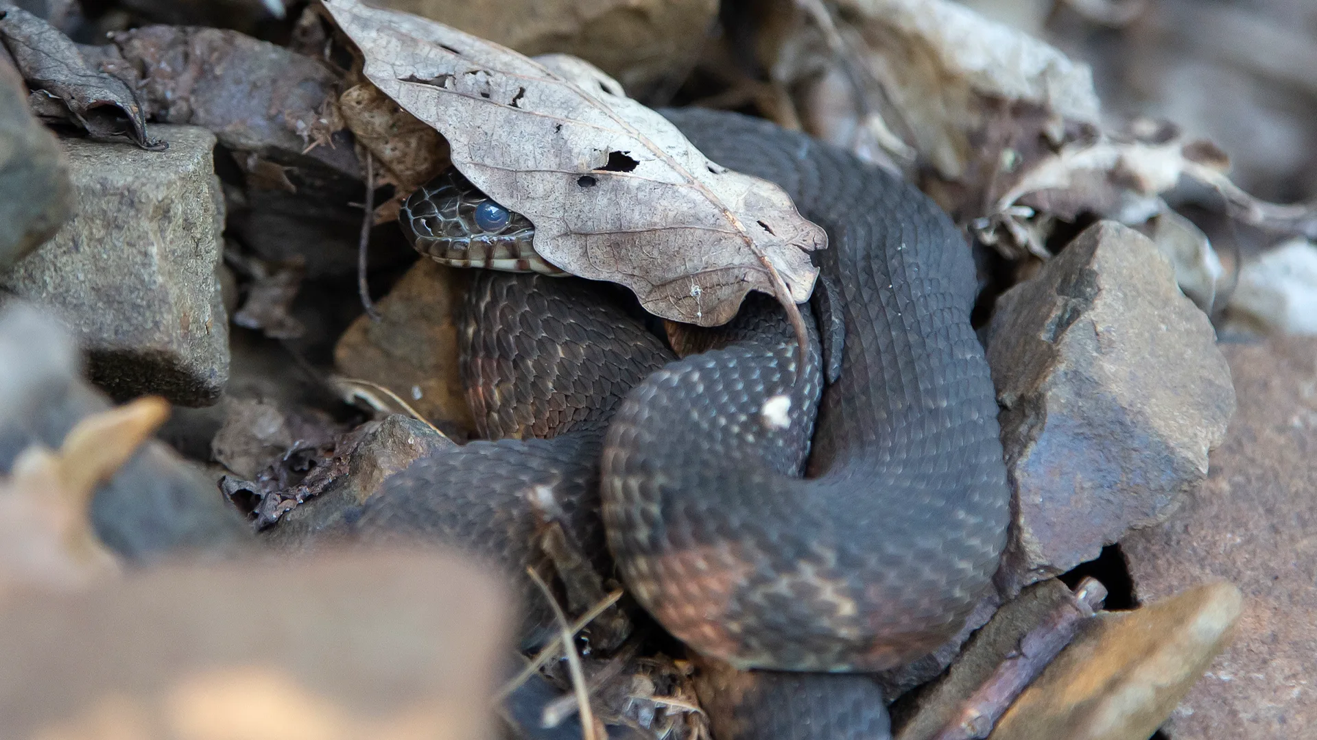 Northern Water Snake
