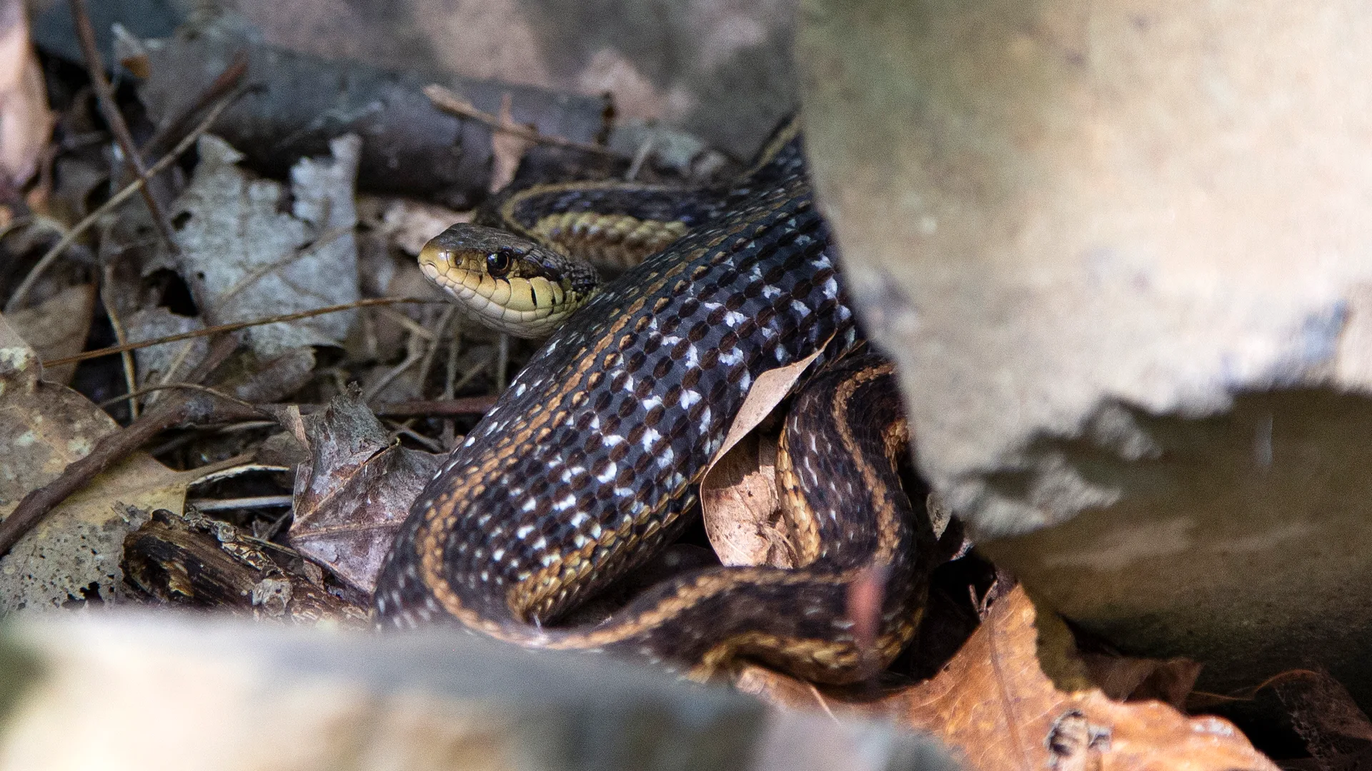 Eastern Garter Snake