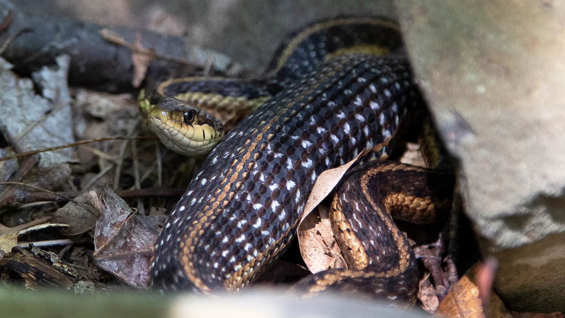 Eastern Garter Snake