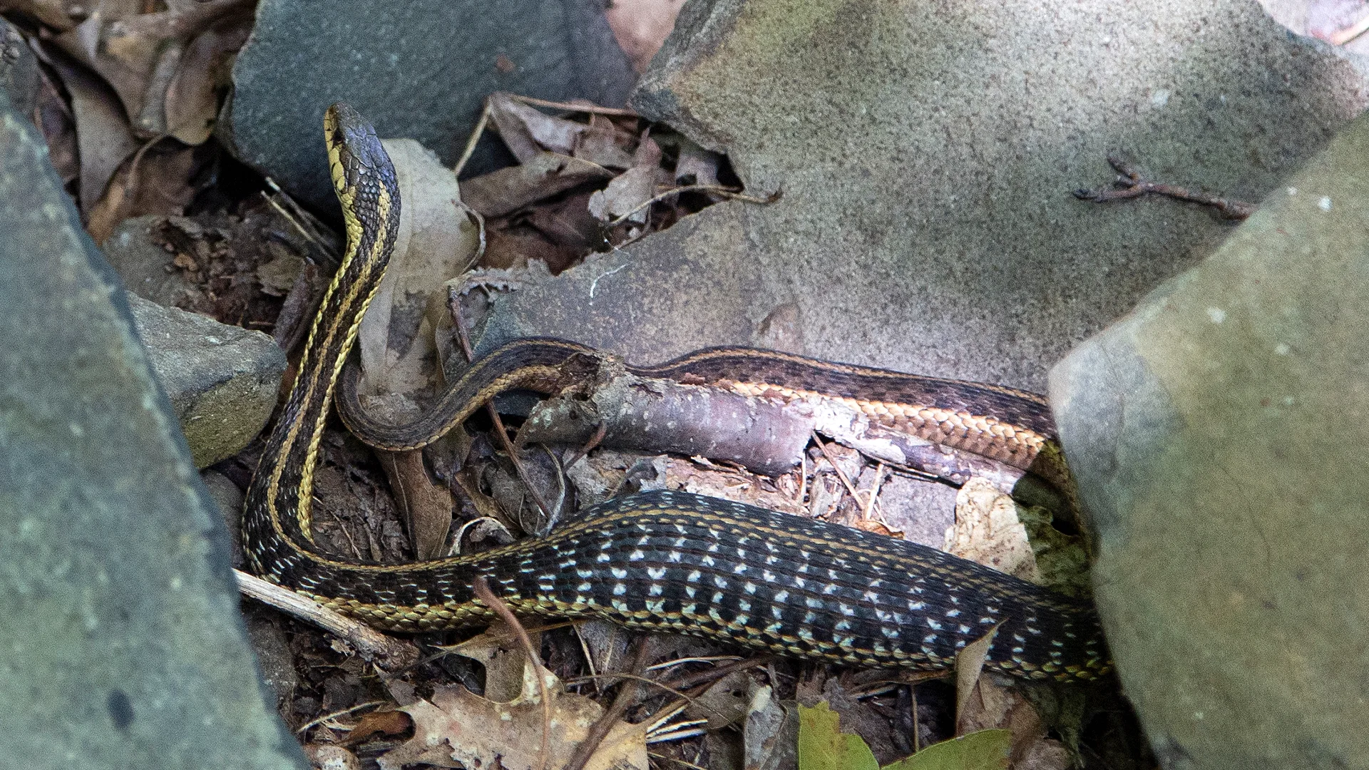 Eastern Garter Snake