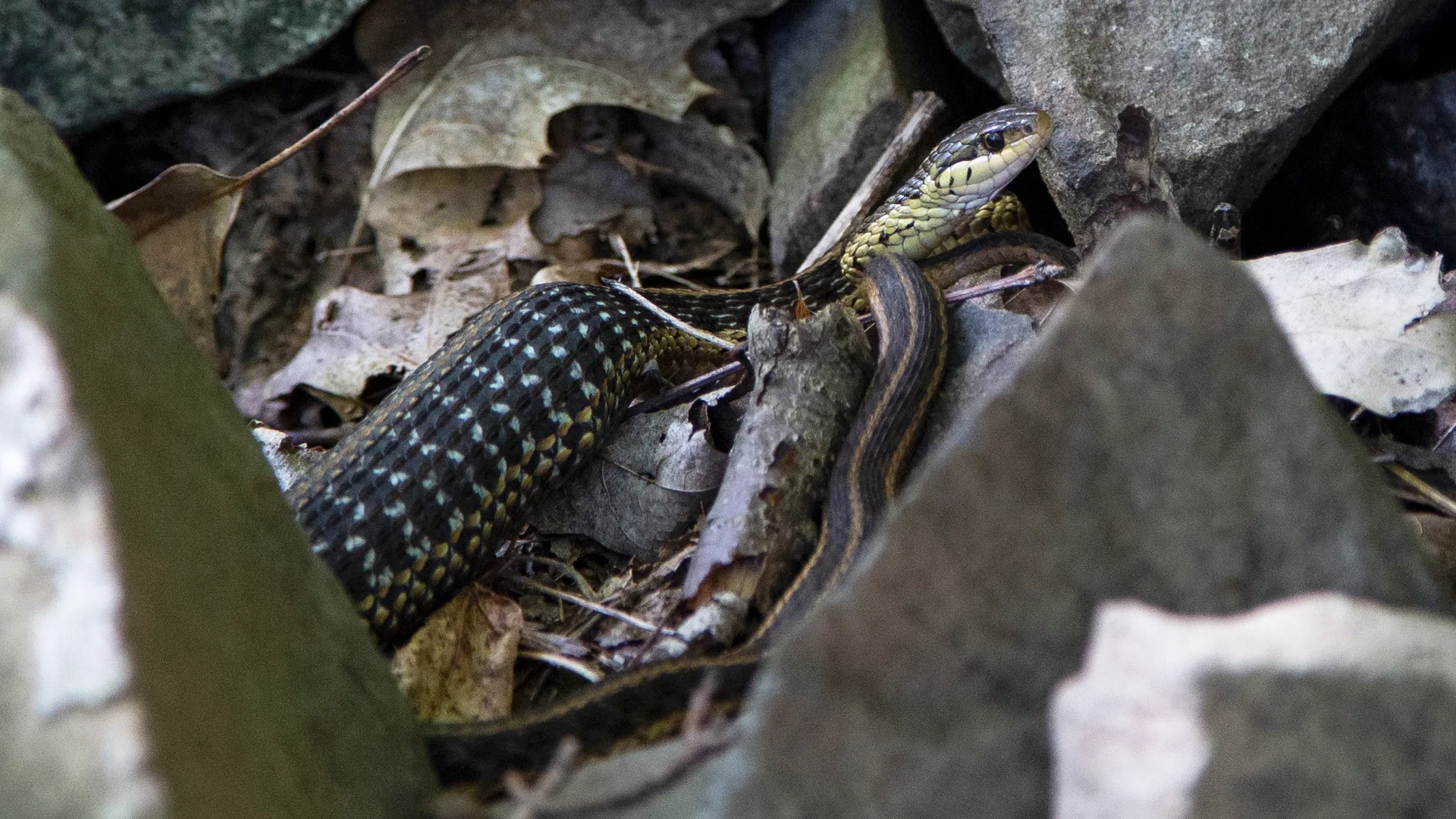 Eastern Garter Snake