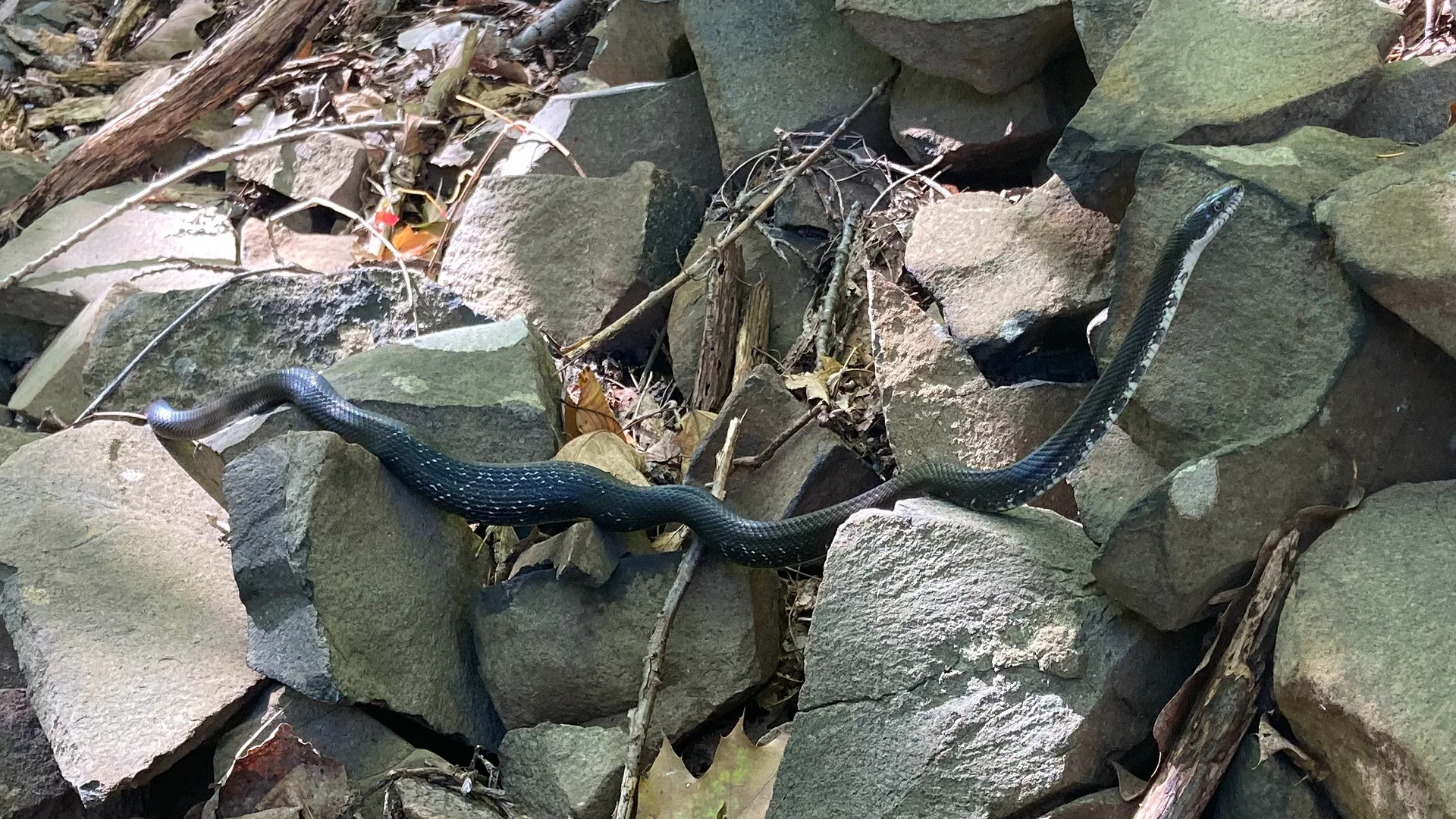 Eastern Rat Snake