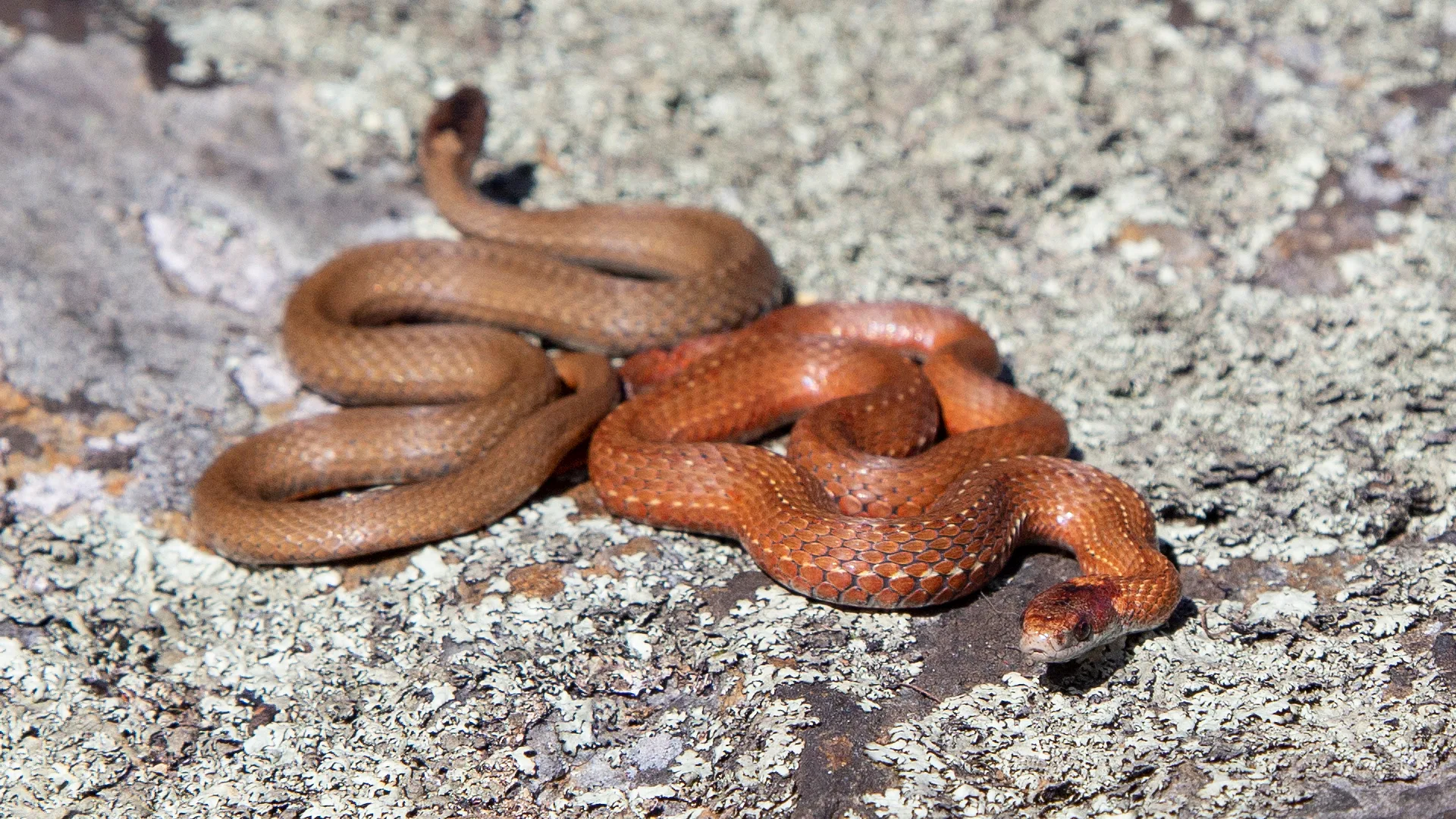 Northern Redbelly Snake