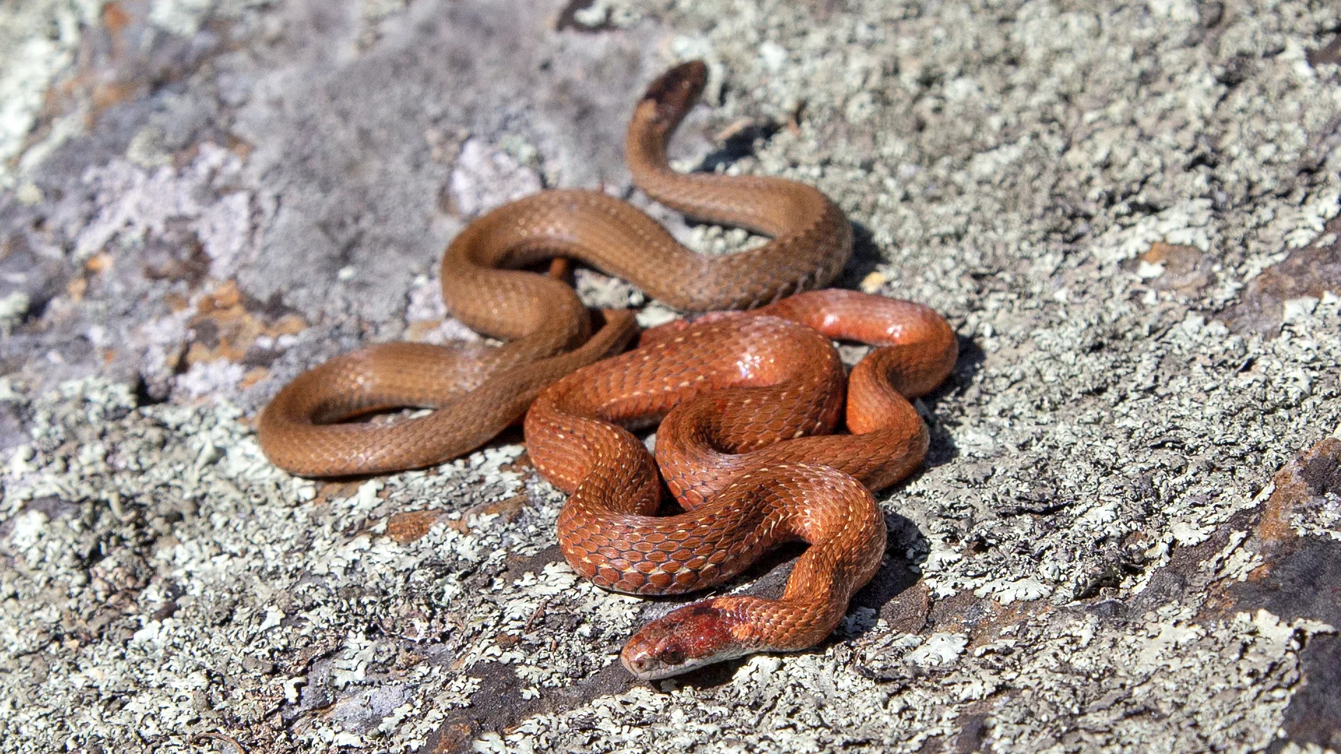 Northern Redbelly Snake