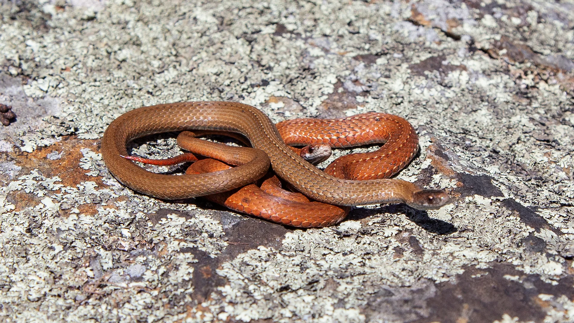 Northern Redbelly Snake
