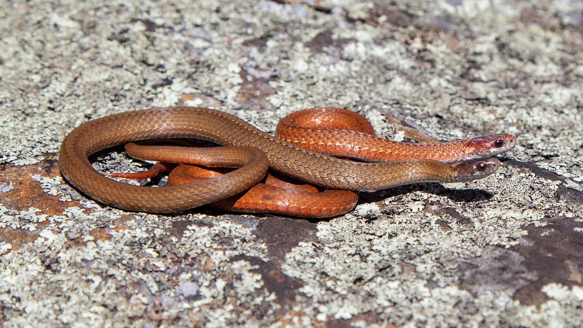 Northern Redbelly Snake