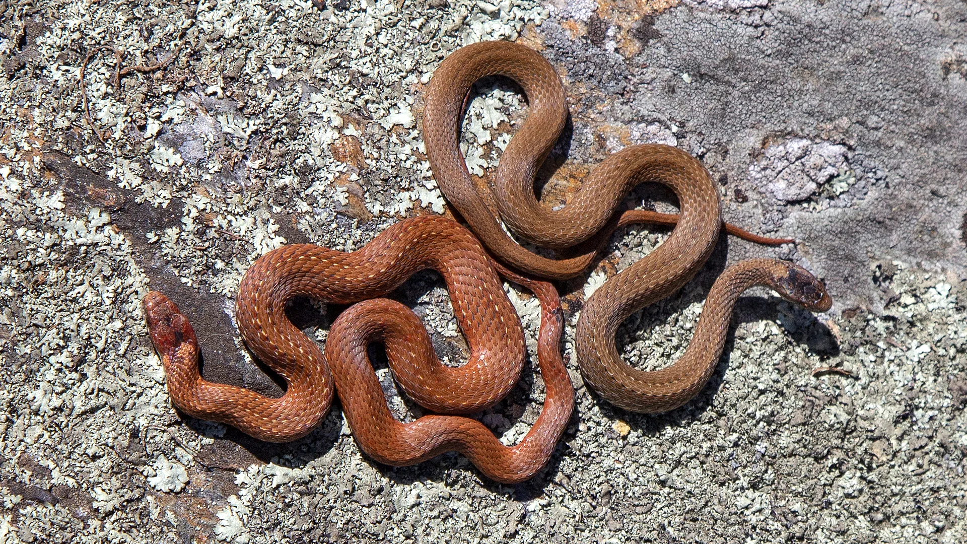 Northern Redbelly Snake