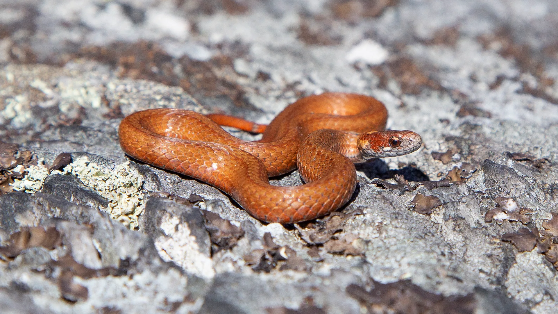 Northern Redbelly Snake