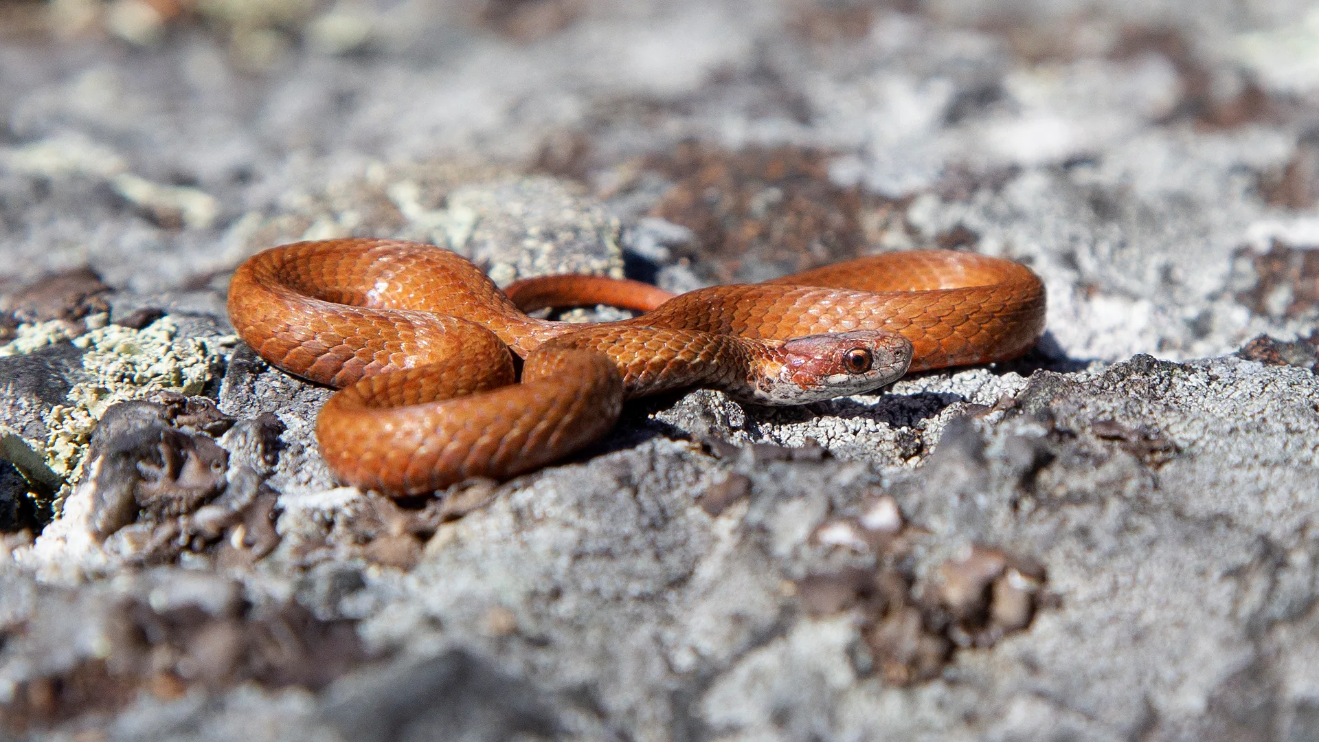 Northern Redbelly Snake
