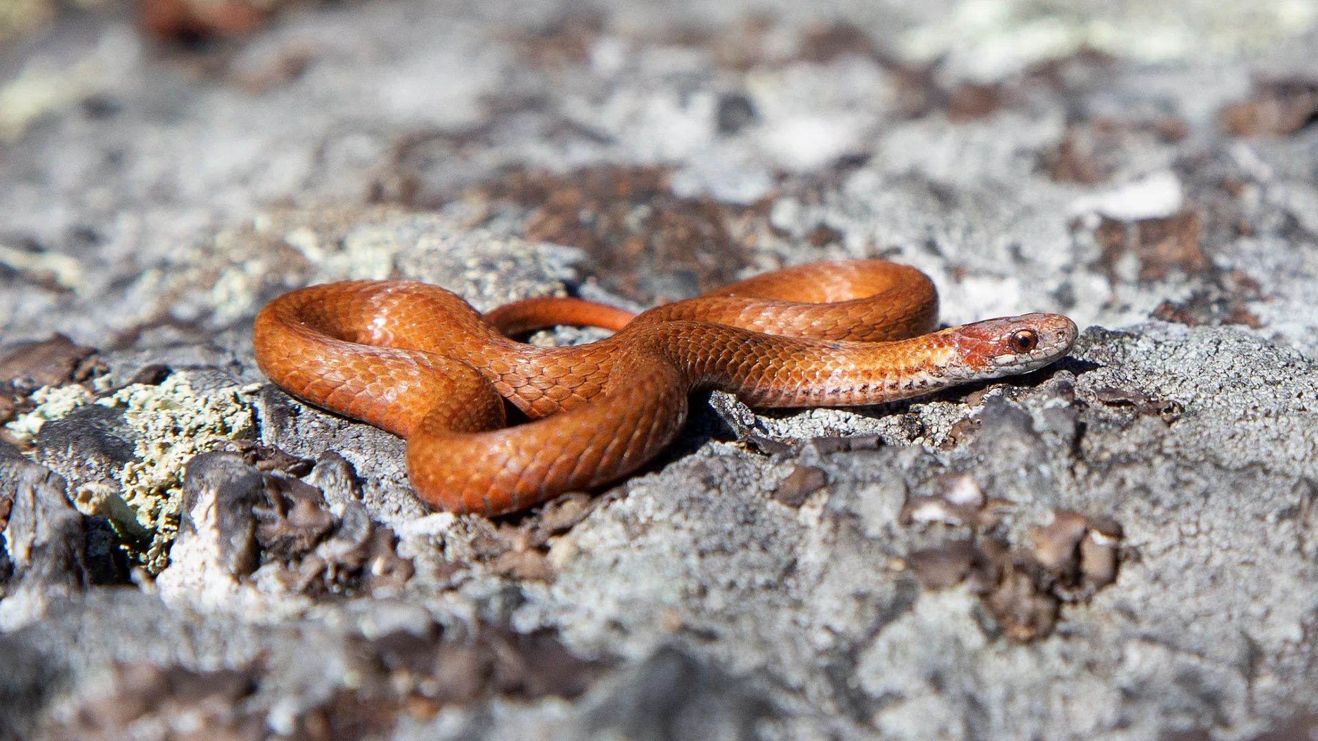 Northern Redbelly Snake