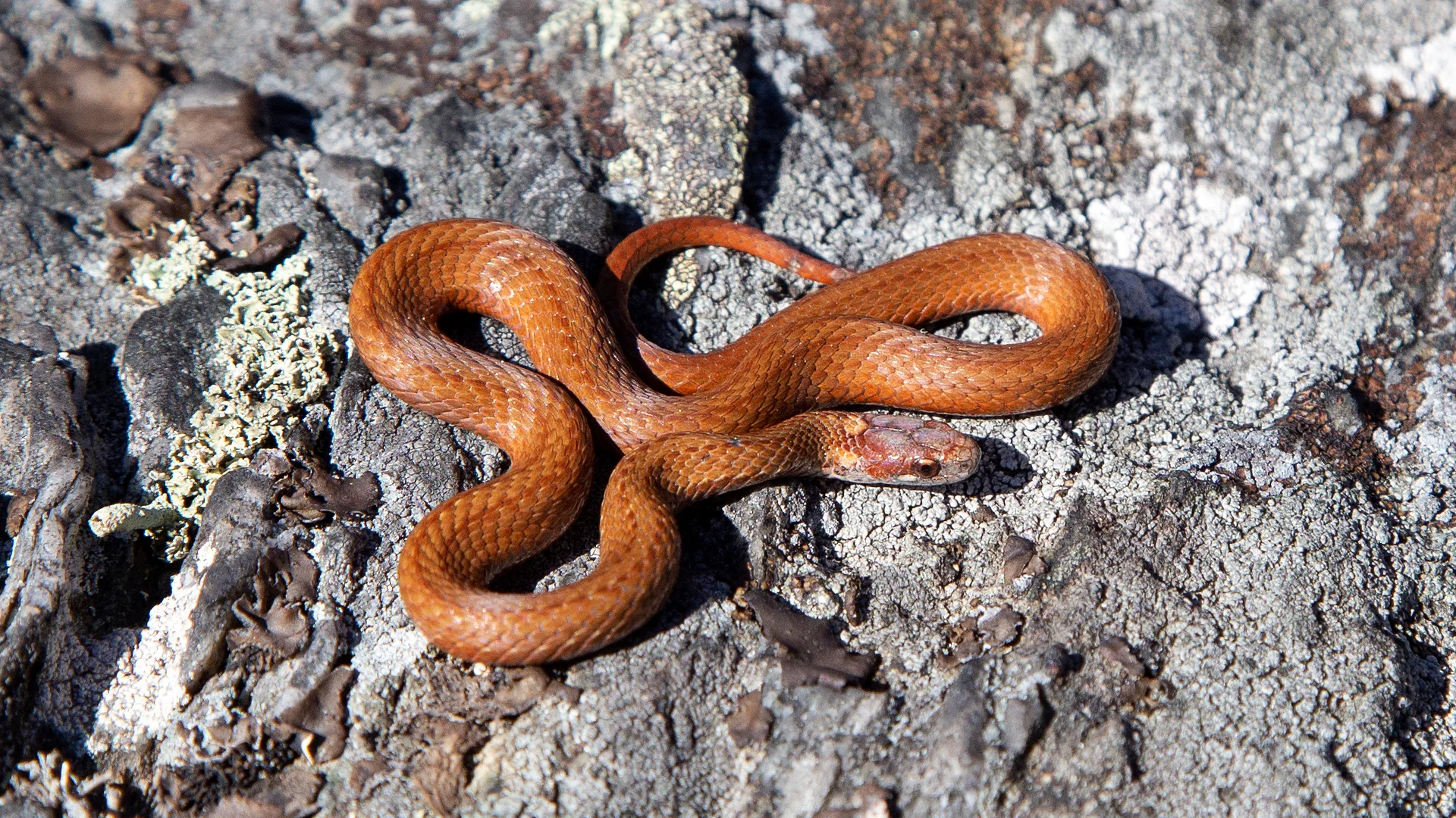 Northern Redbelly Snake