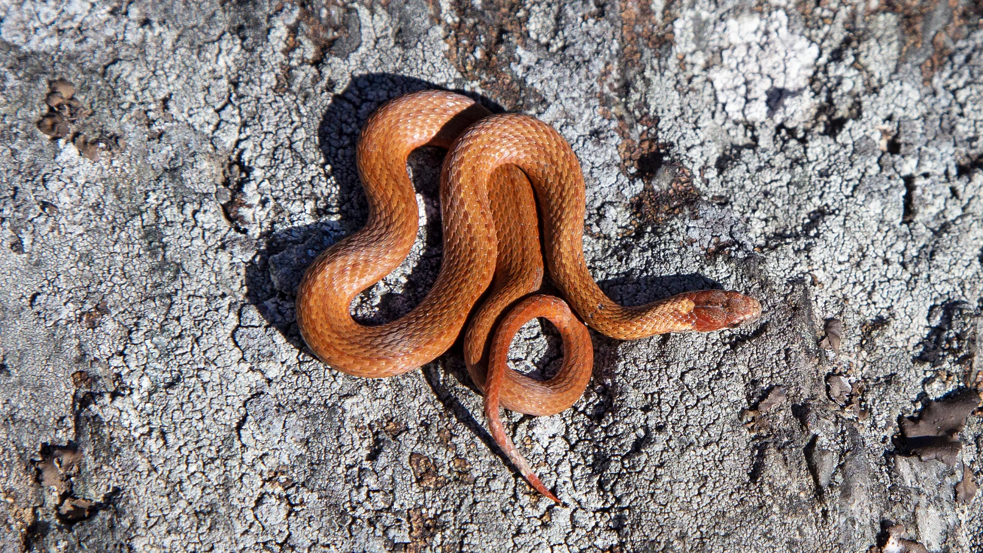 Northern Redbelly Snake