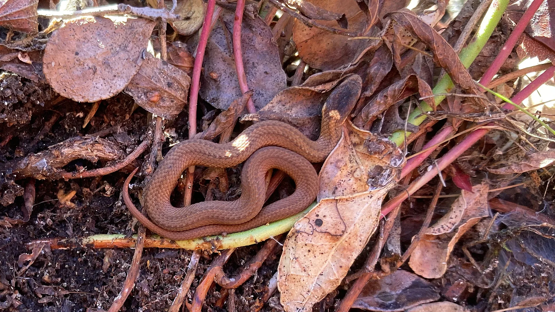 Northern Redbelly Snake