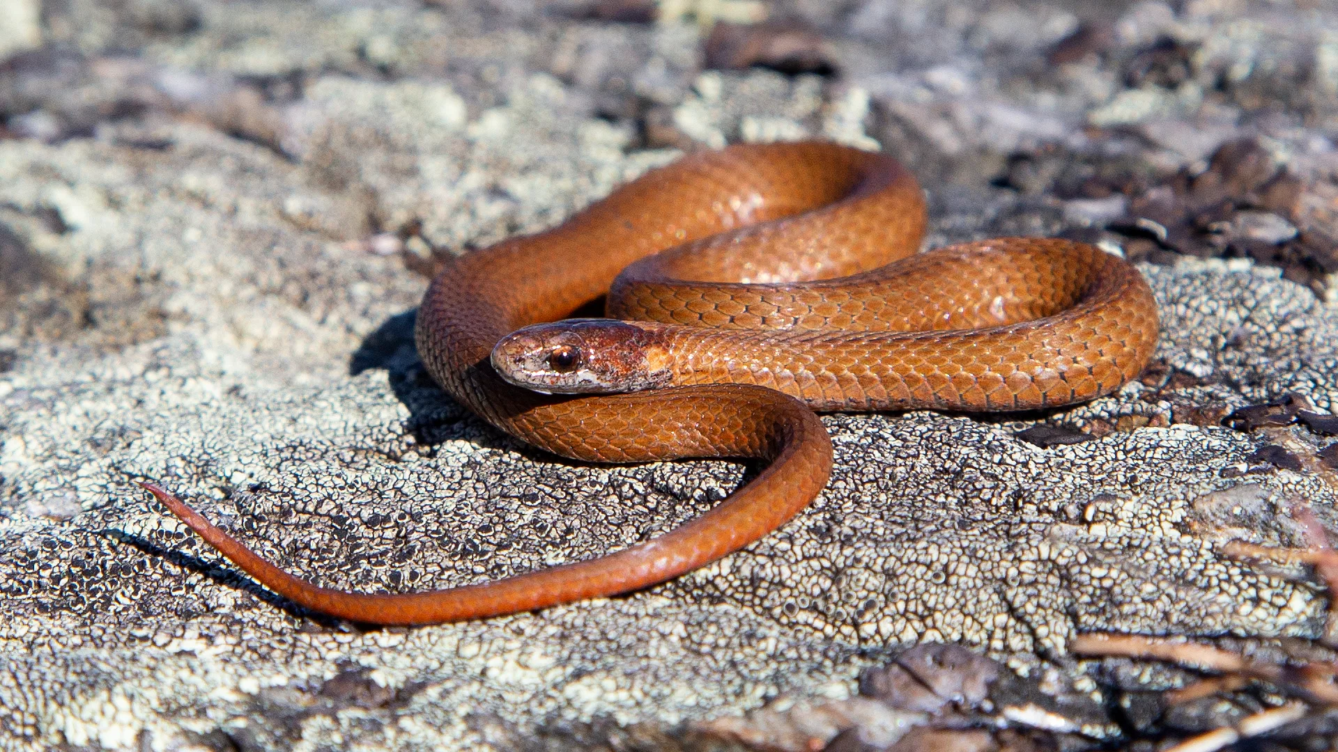 Northern Redbelly Snake