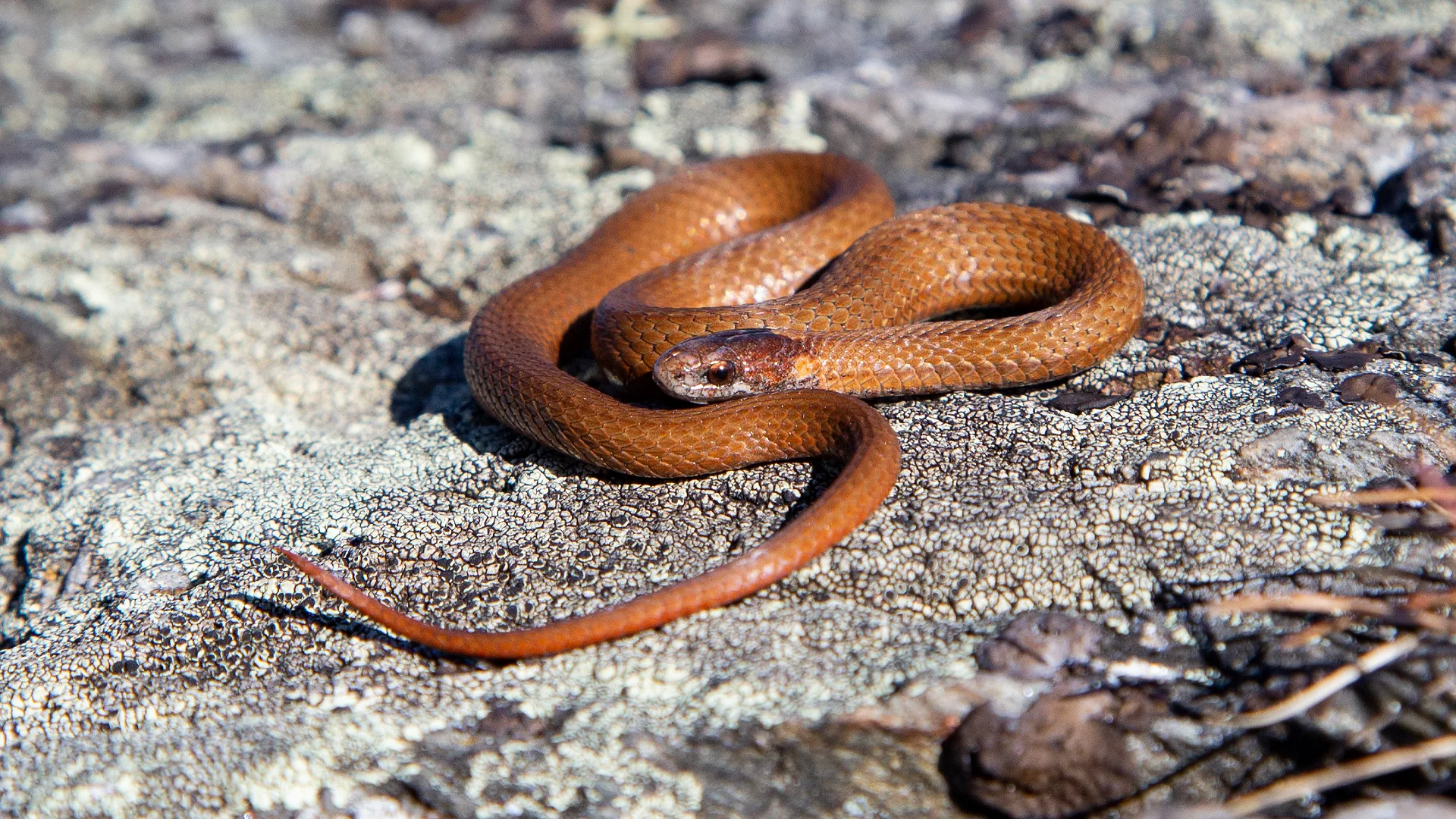 Northern Redbelly Snake