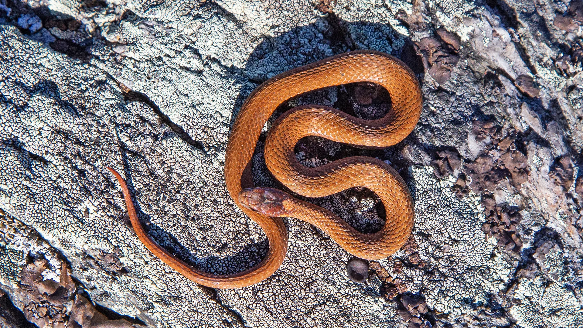 Northern Redbelly Snake