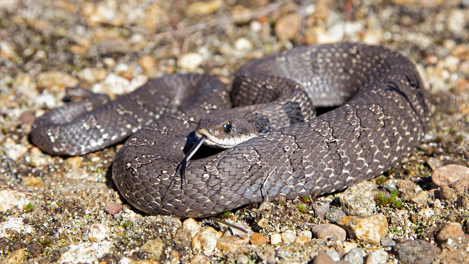 Eastern Hognose Snake