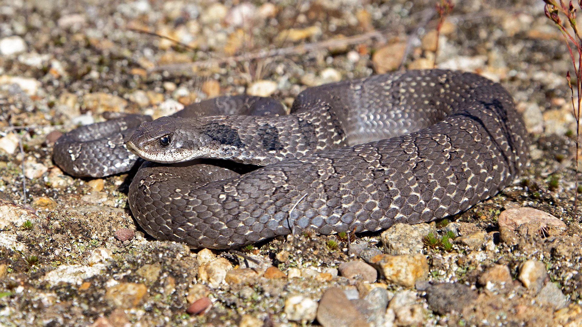 Eastern Hognose Snake