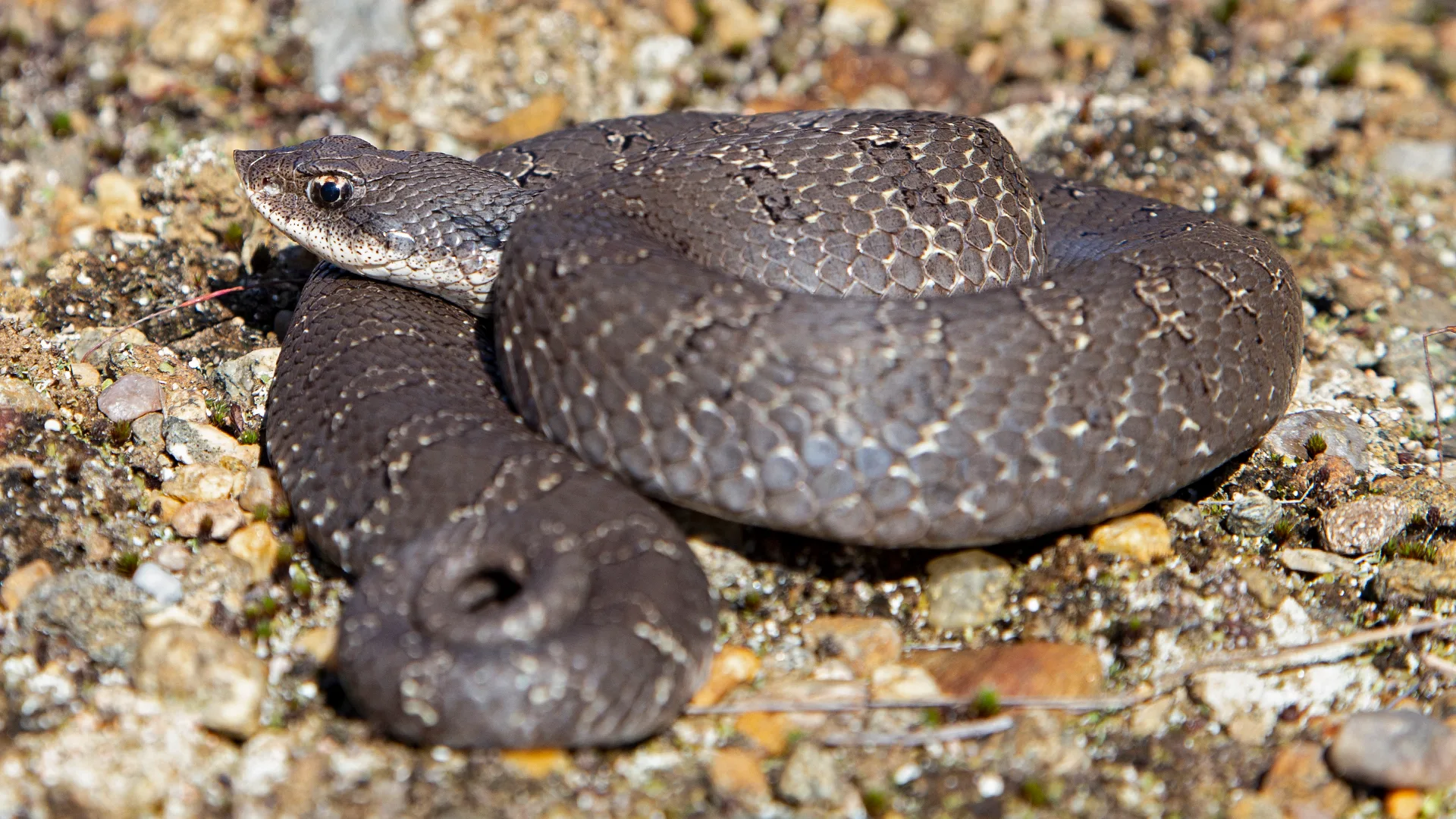Eastern Hognose Snake