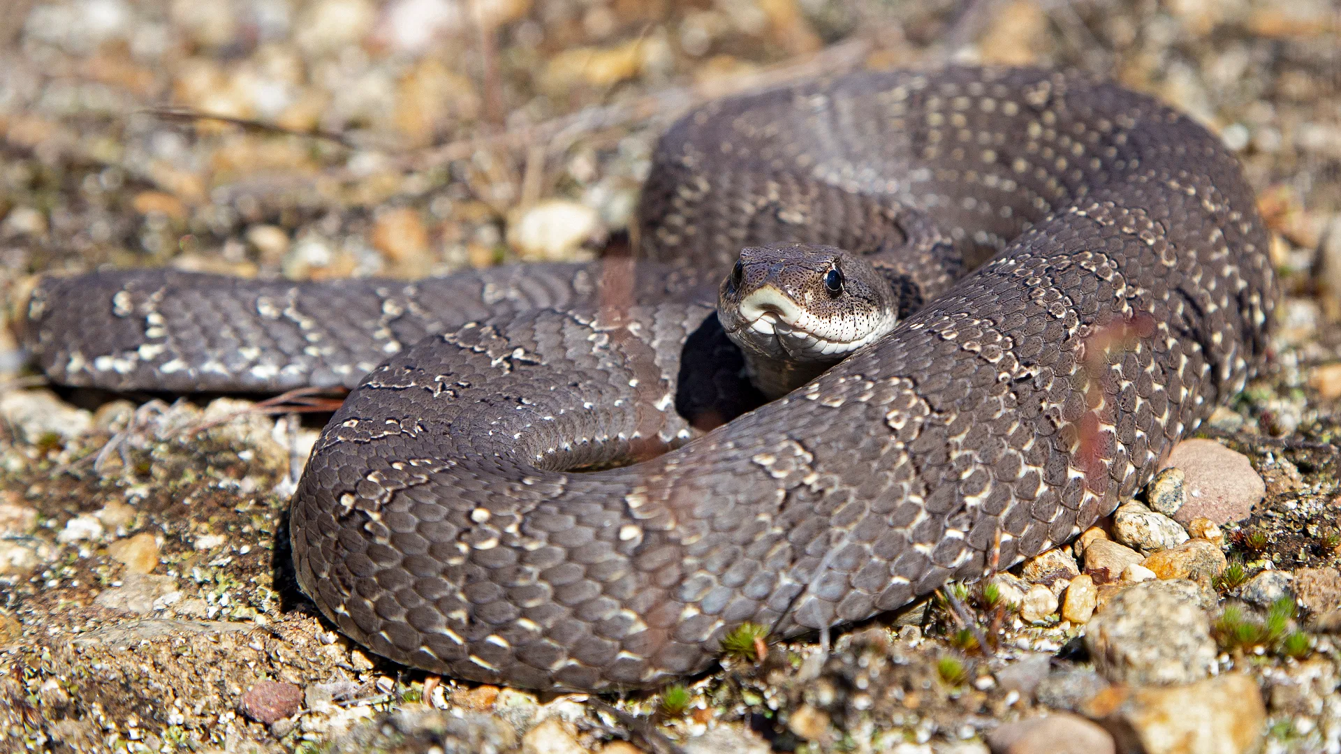 Eastern Hognose Snake