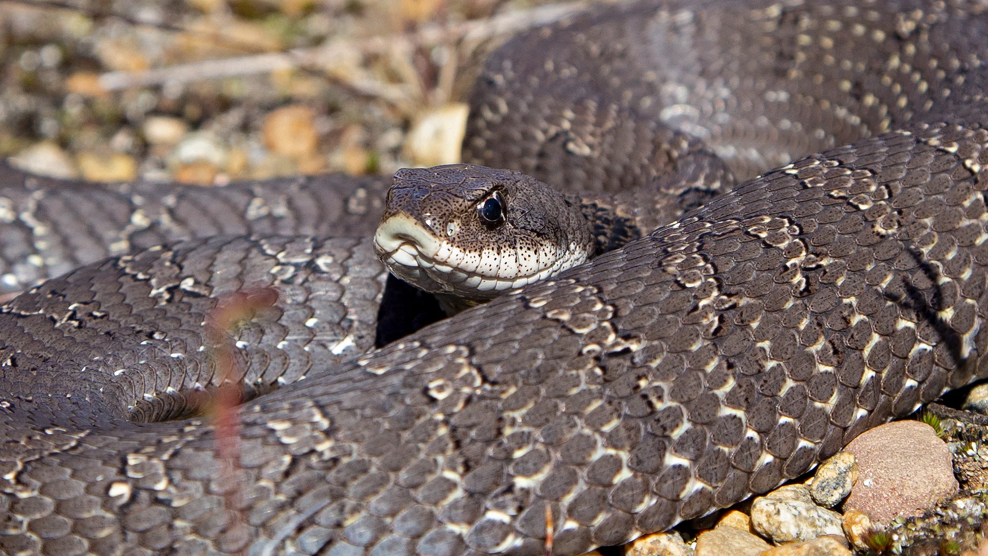 Eastern Hognose Snake