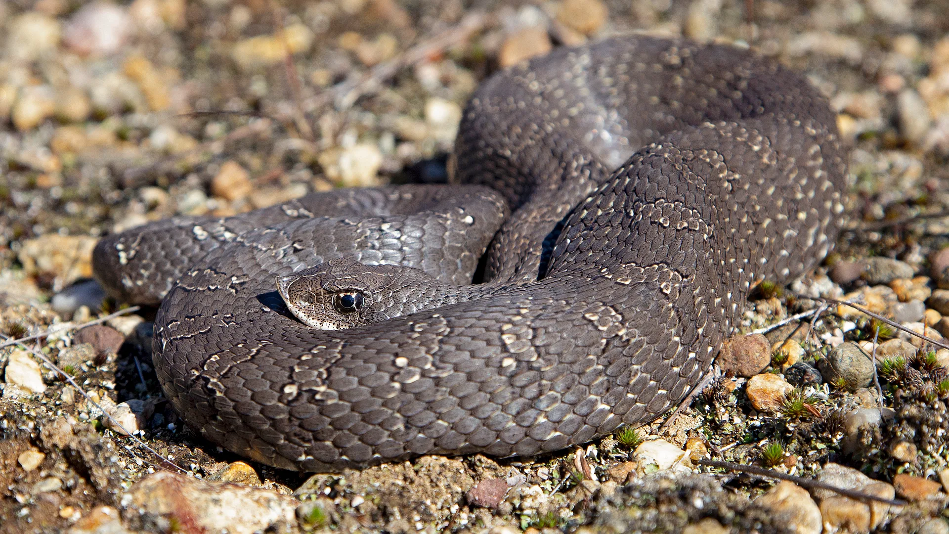 Eastern Hognose Snake
