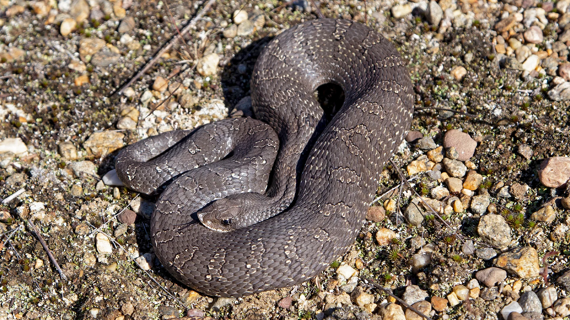 Eastern Hognose Snake