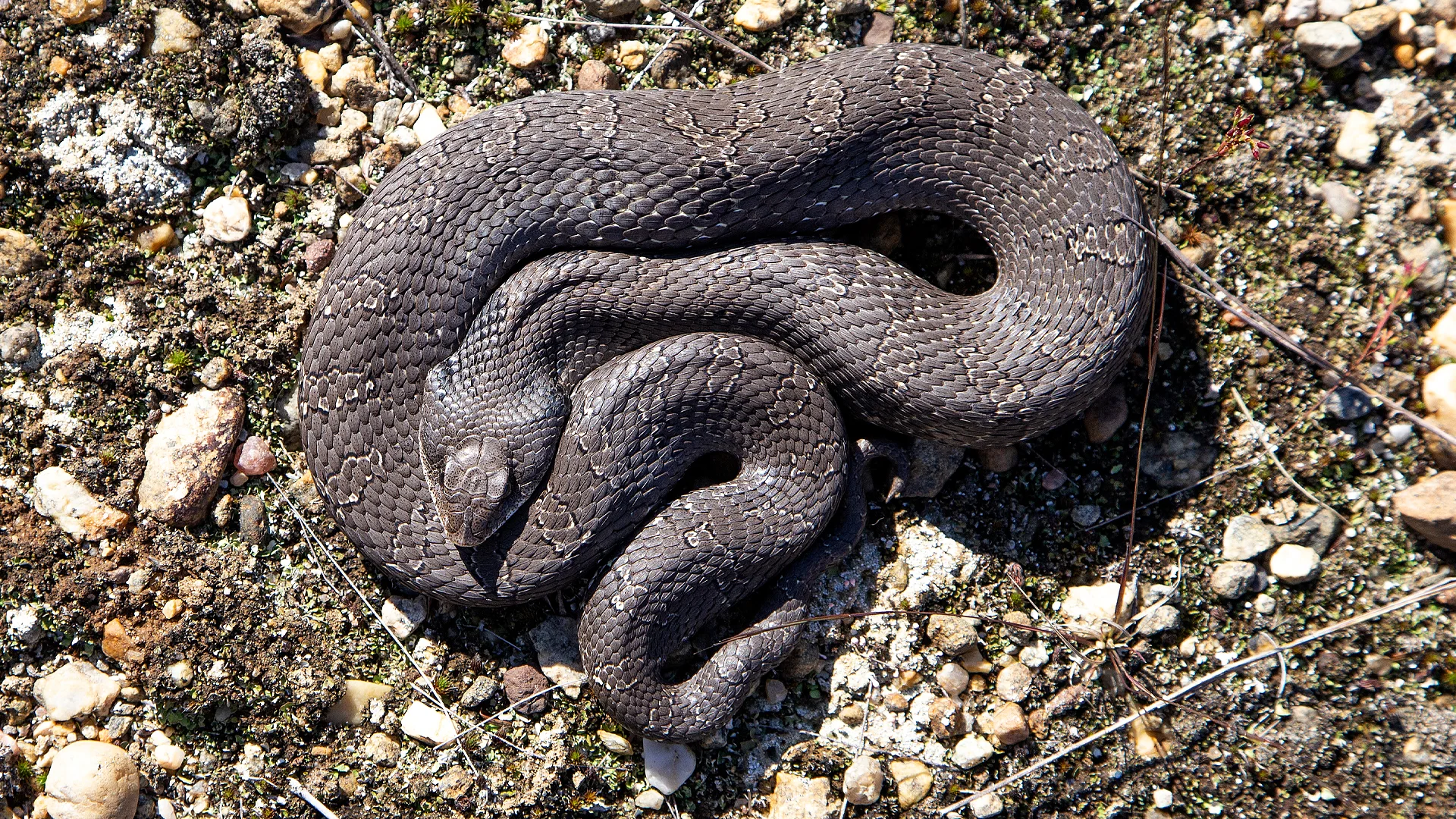 Eastern Hognose Snake