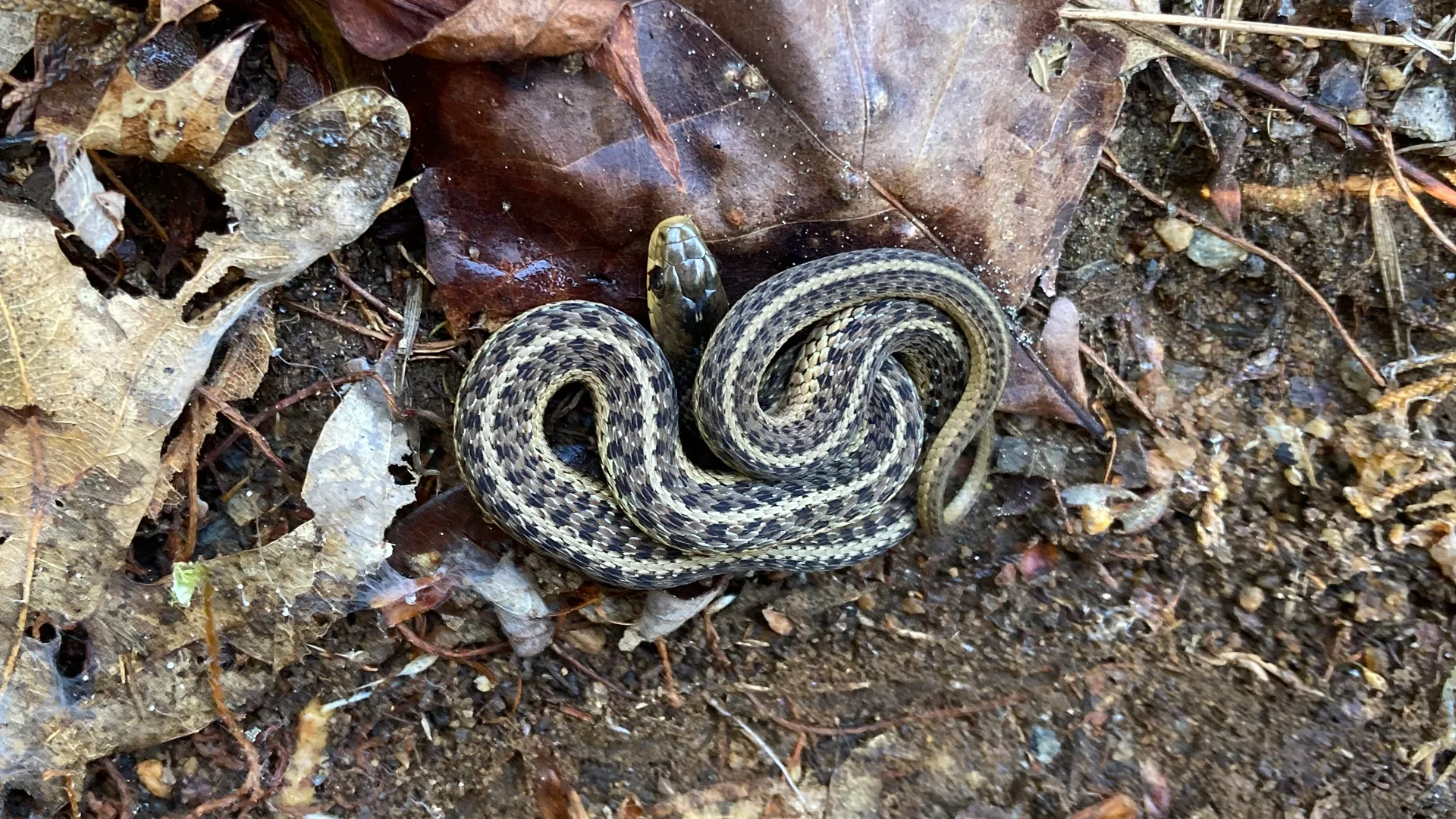 Eastern Garter Snake