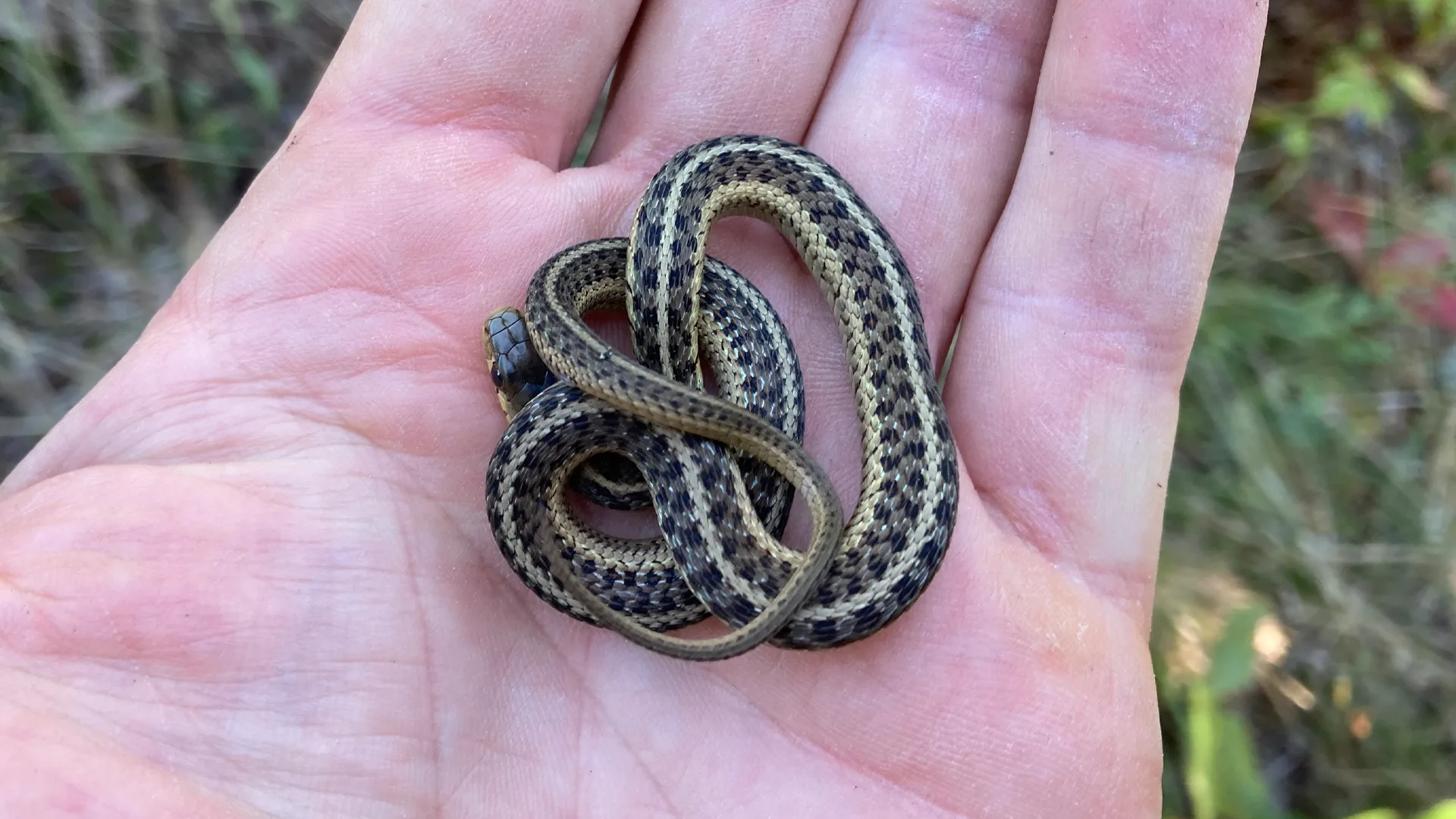 Eastern Garter Snake
