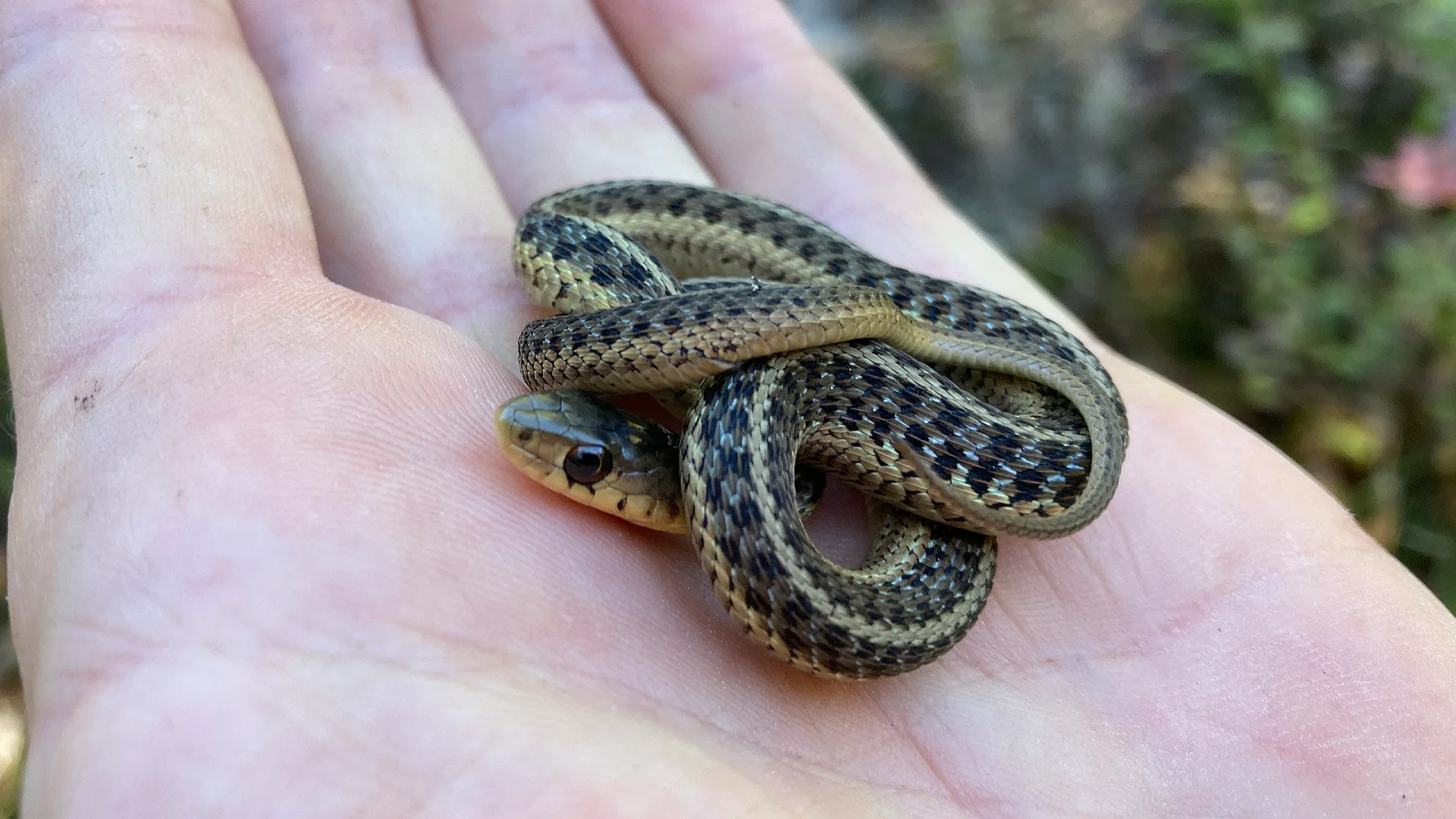 Eastern Garter Snake