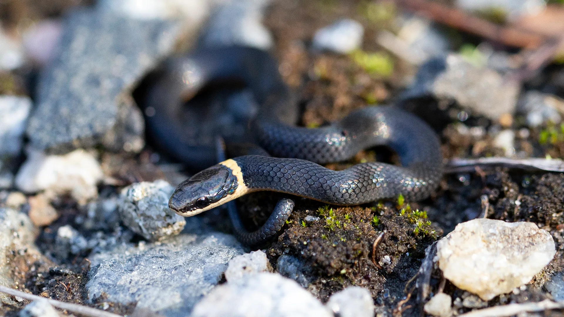 Northern Ringneck Snake
