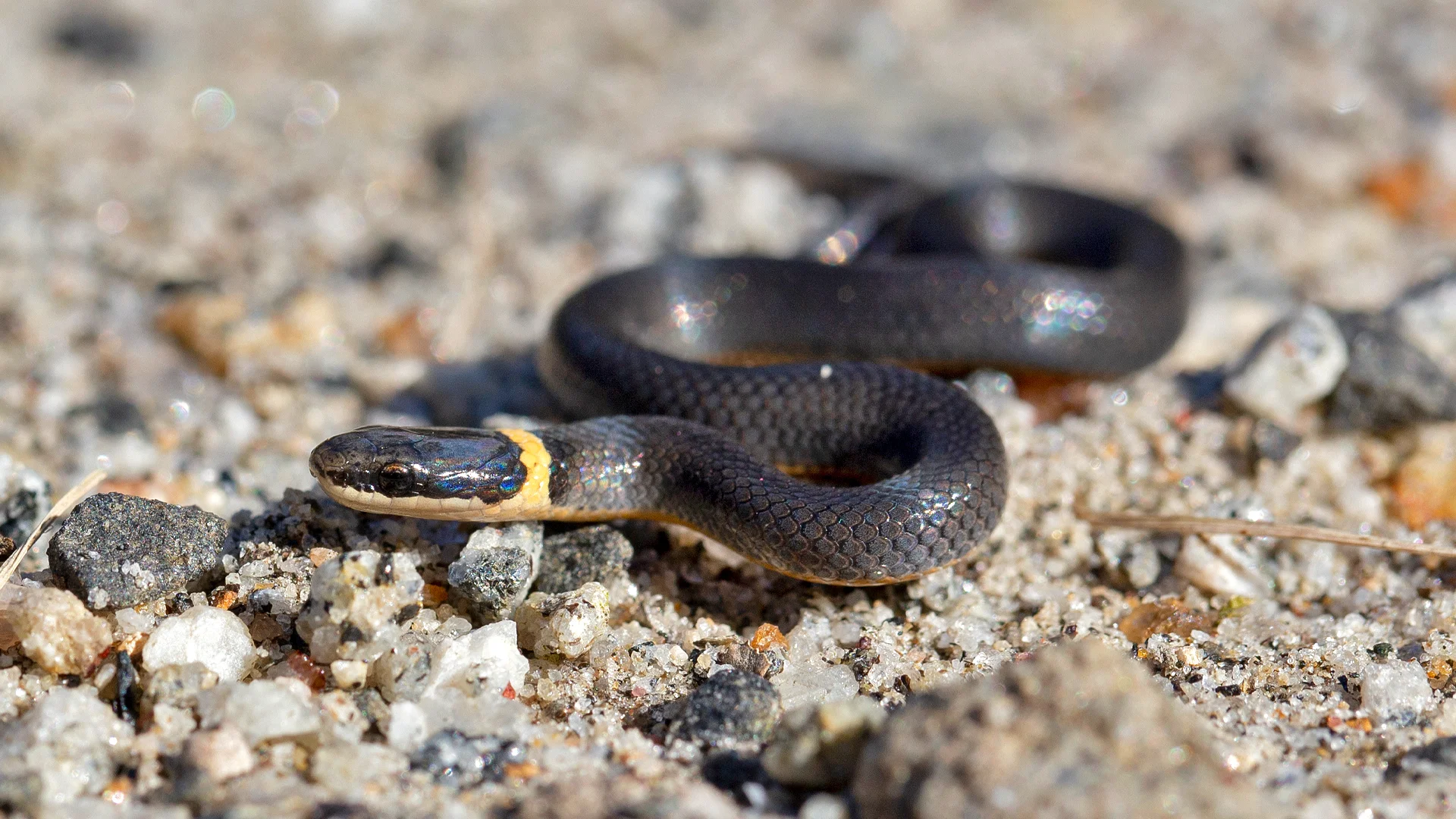 Northern Ringneck Snake
