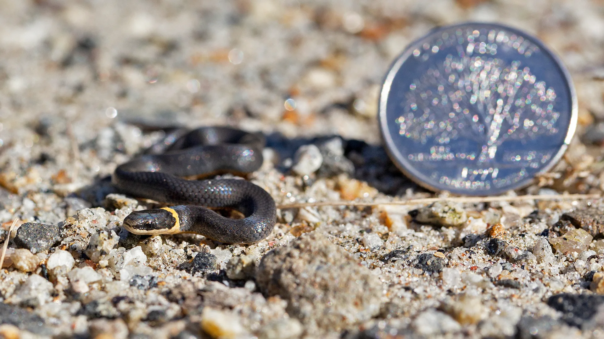 Northern Ringneck Snake