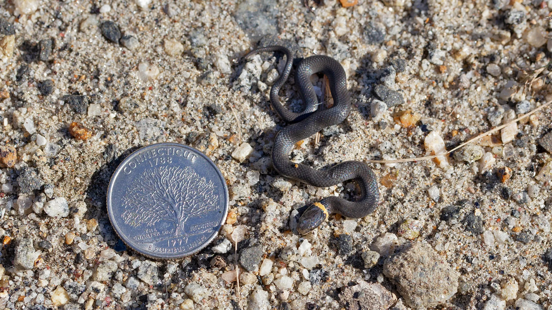 Northern Ringneck Snake