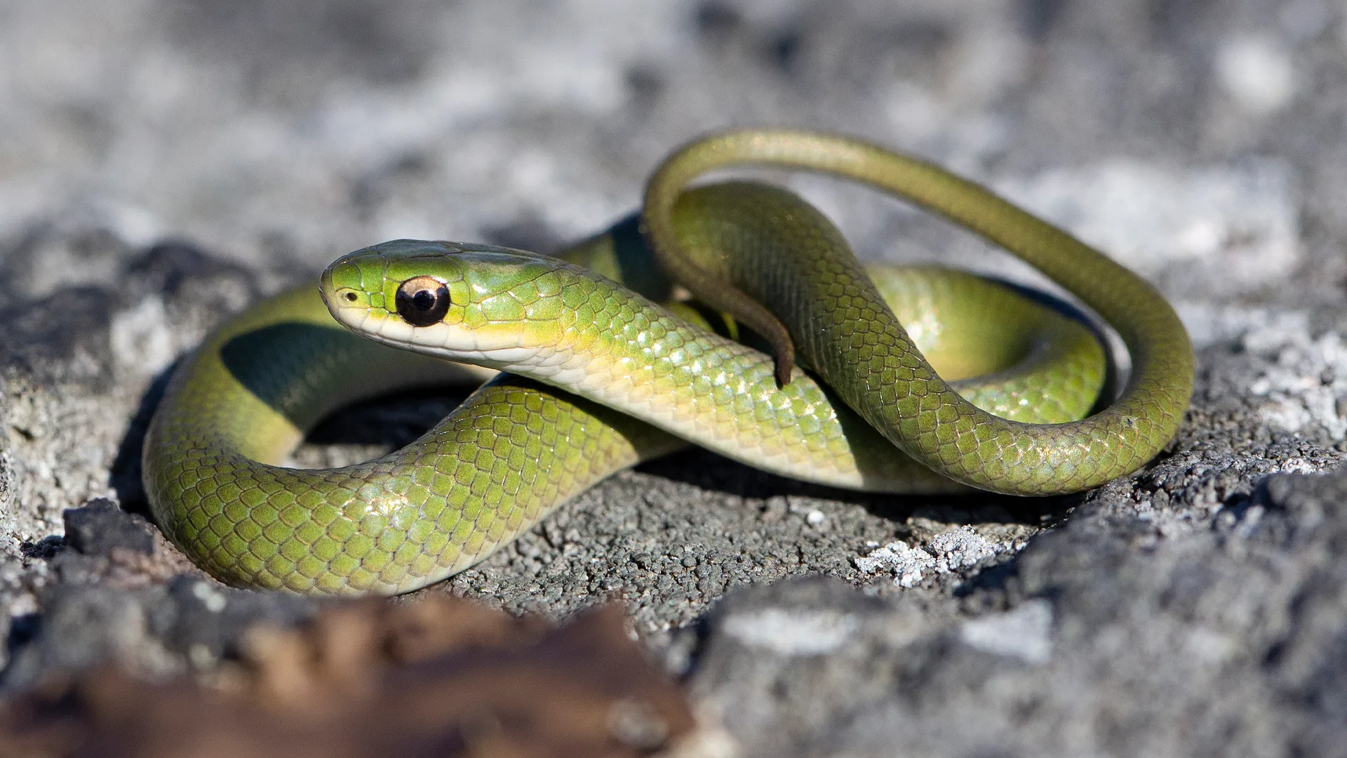 Smooth Green Snake