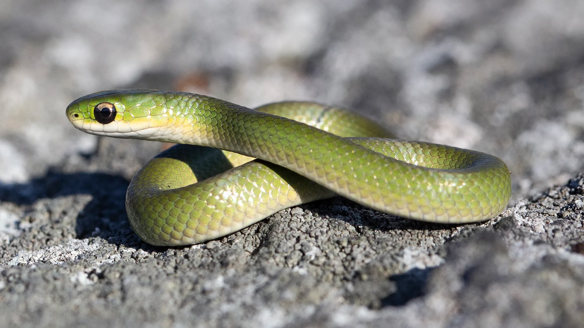 Smooth Green Snake