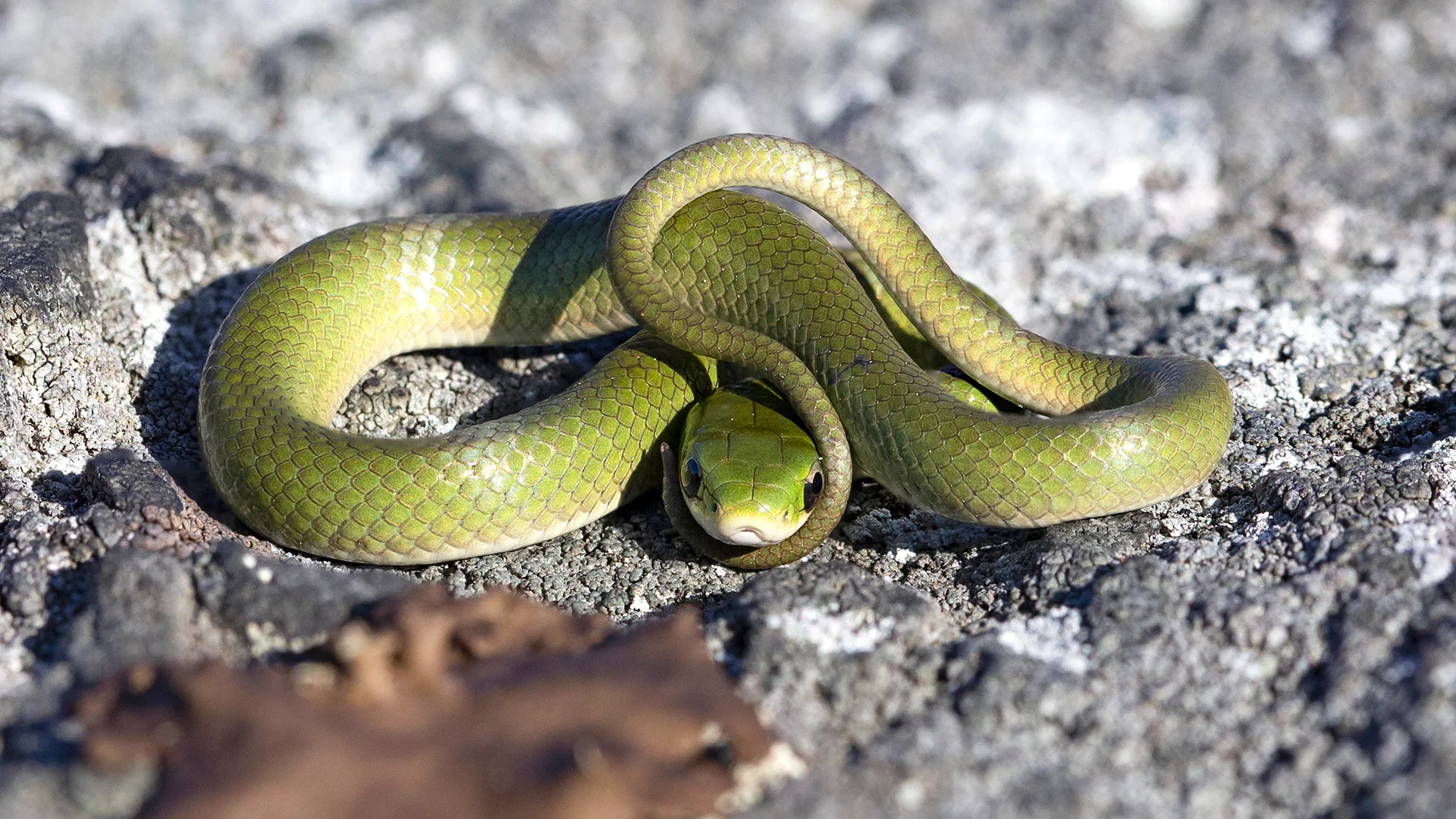 Smooth Green Snake