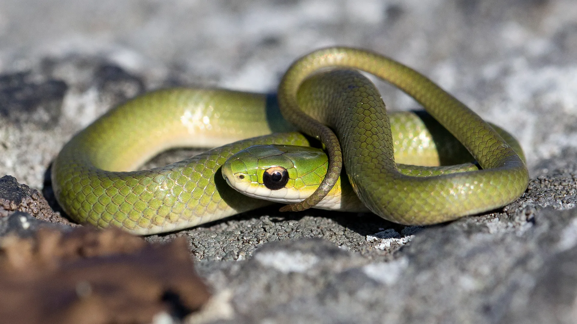 Smooth Green Snake