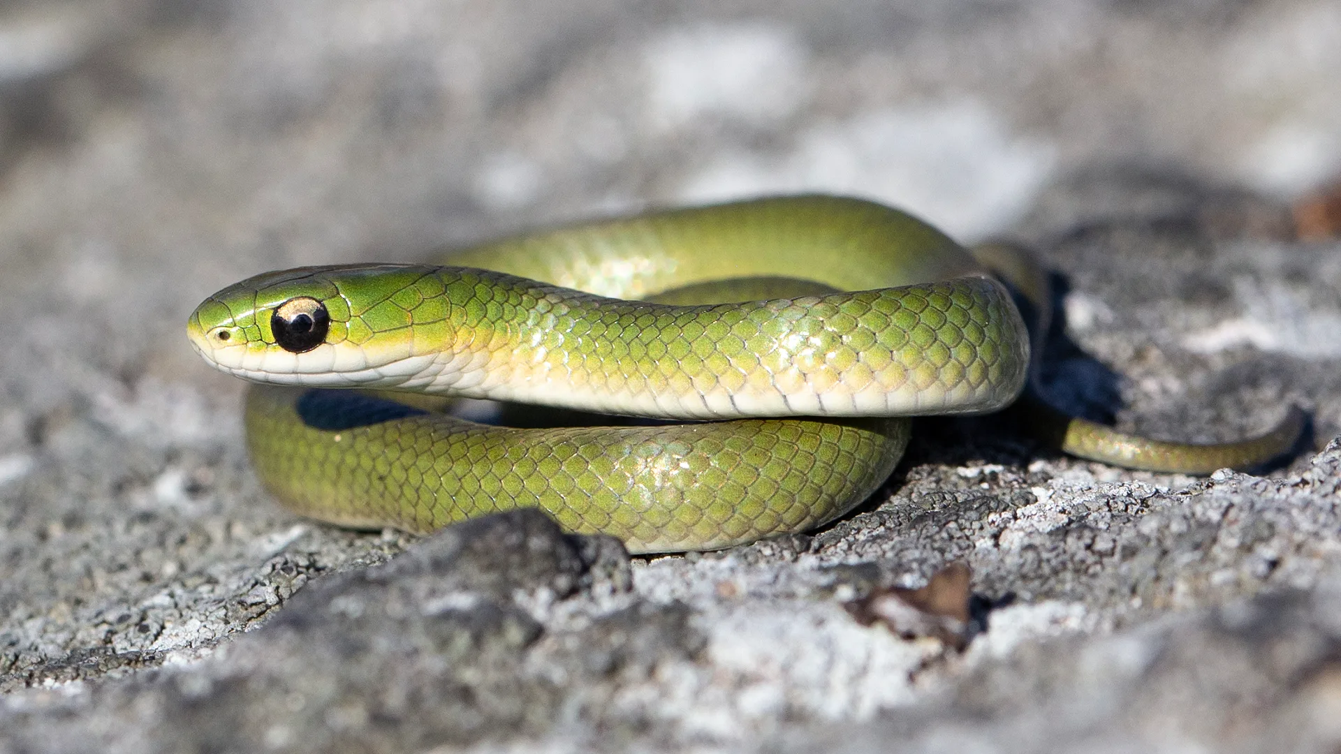 Smooth Green Snake