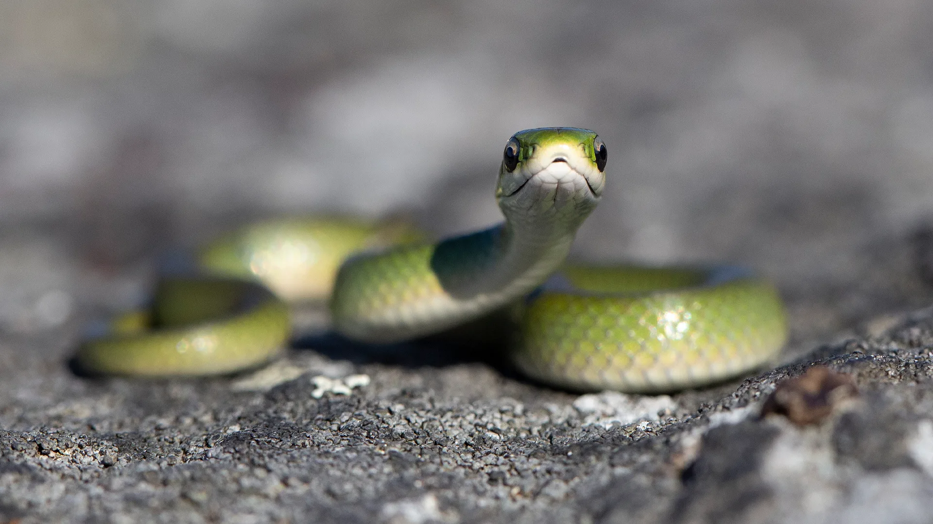 Smooth Green Snake