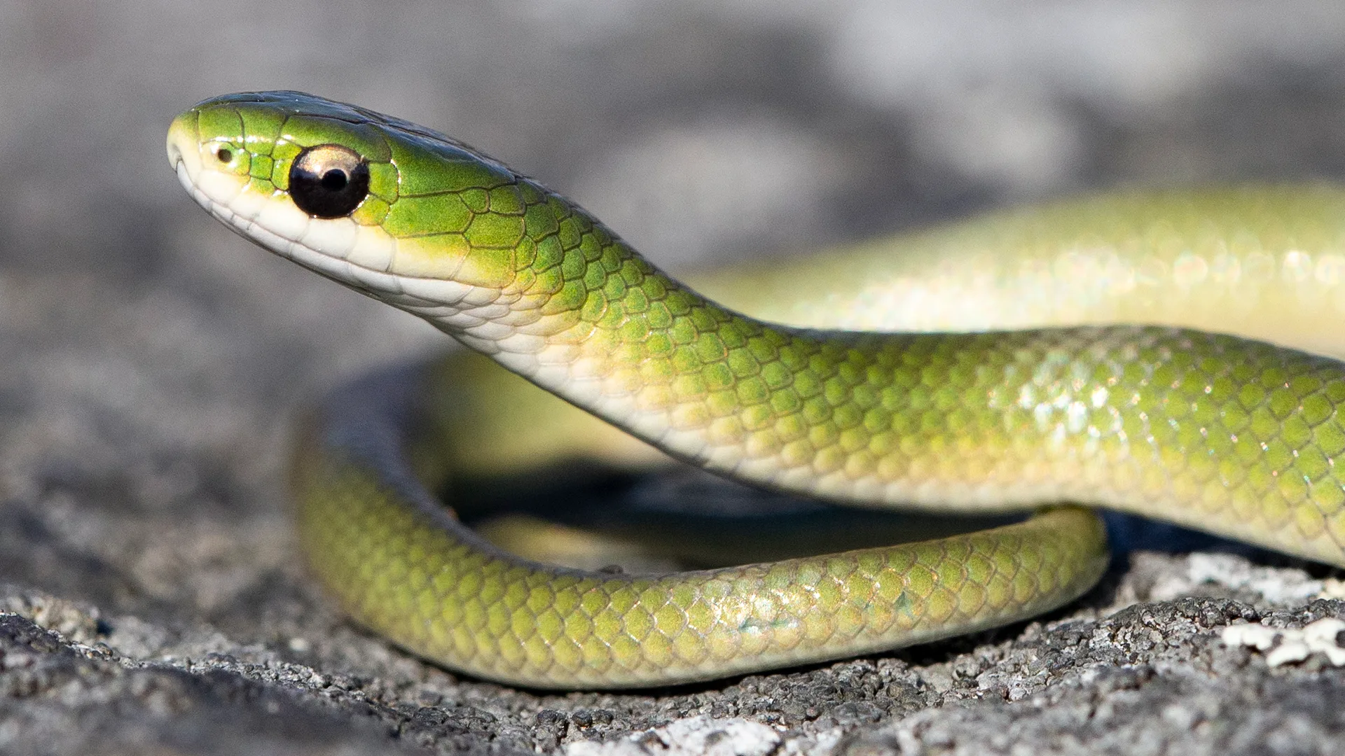 Smooth Green Snake