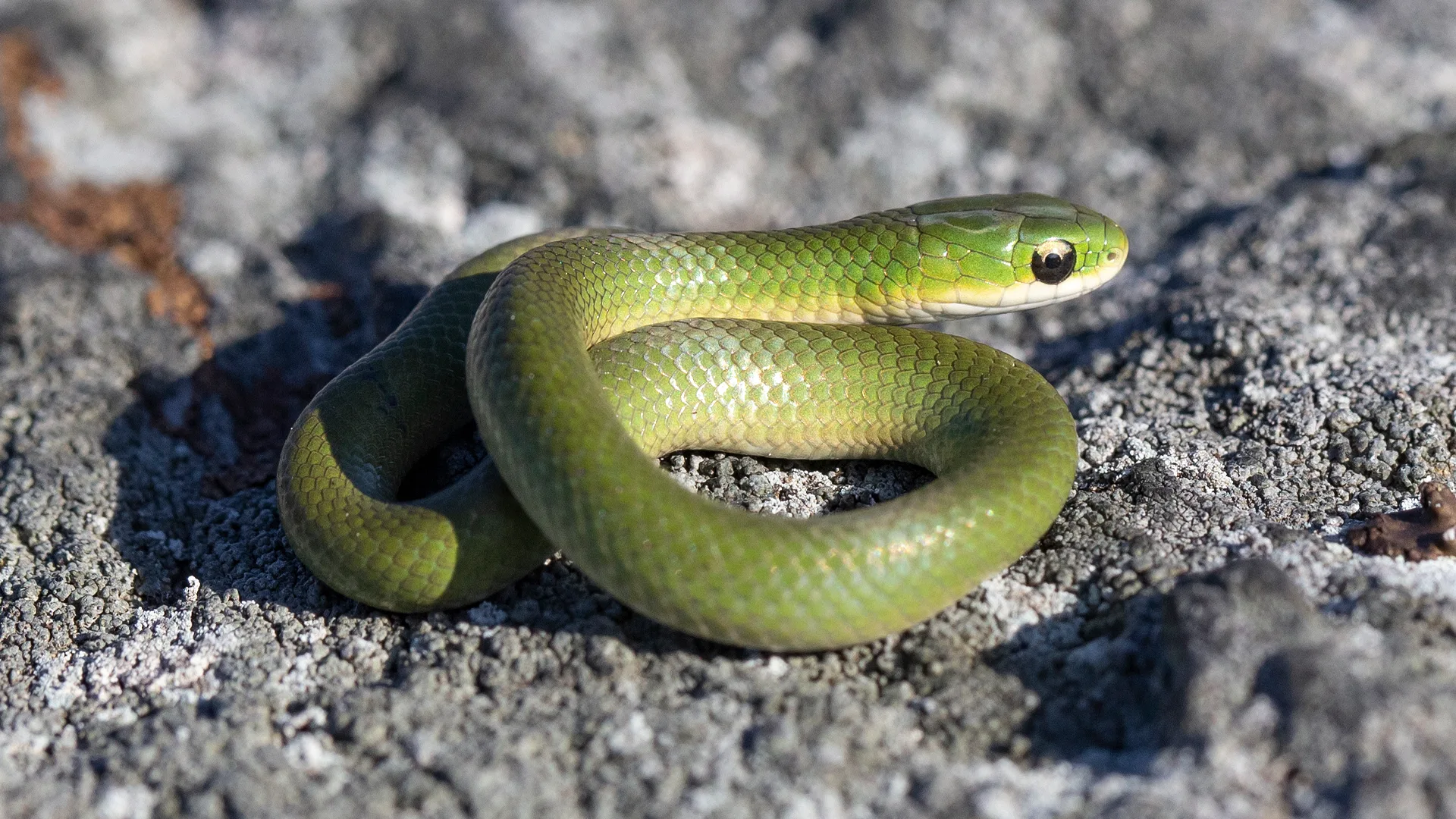 Smooth Green Snake