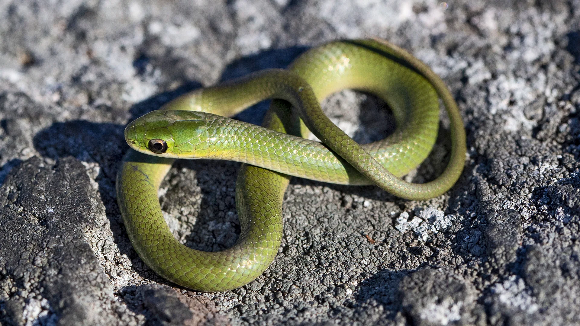 Smooth Green Snake