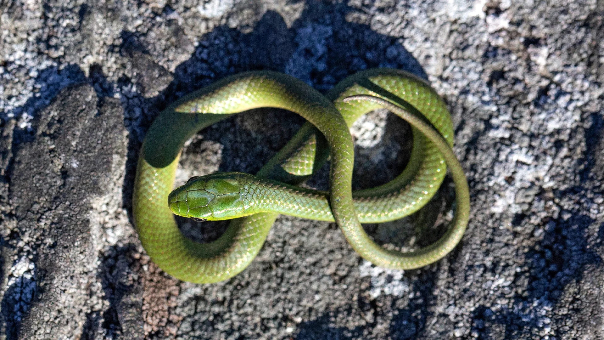 Smooth Green Snake