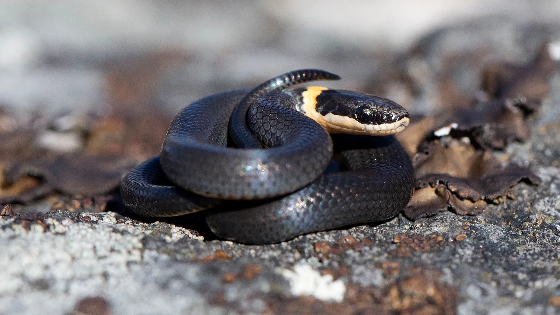 Northern Ringneck Snake